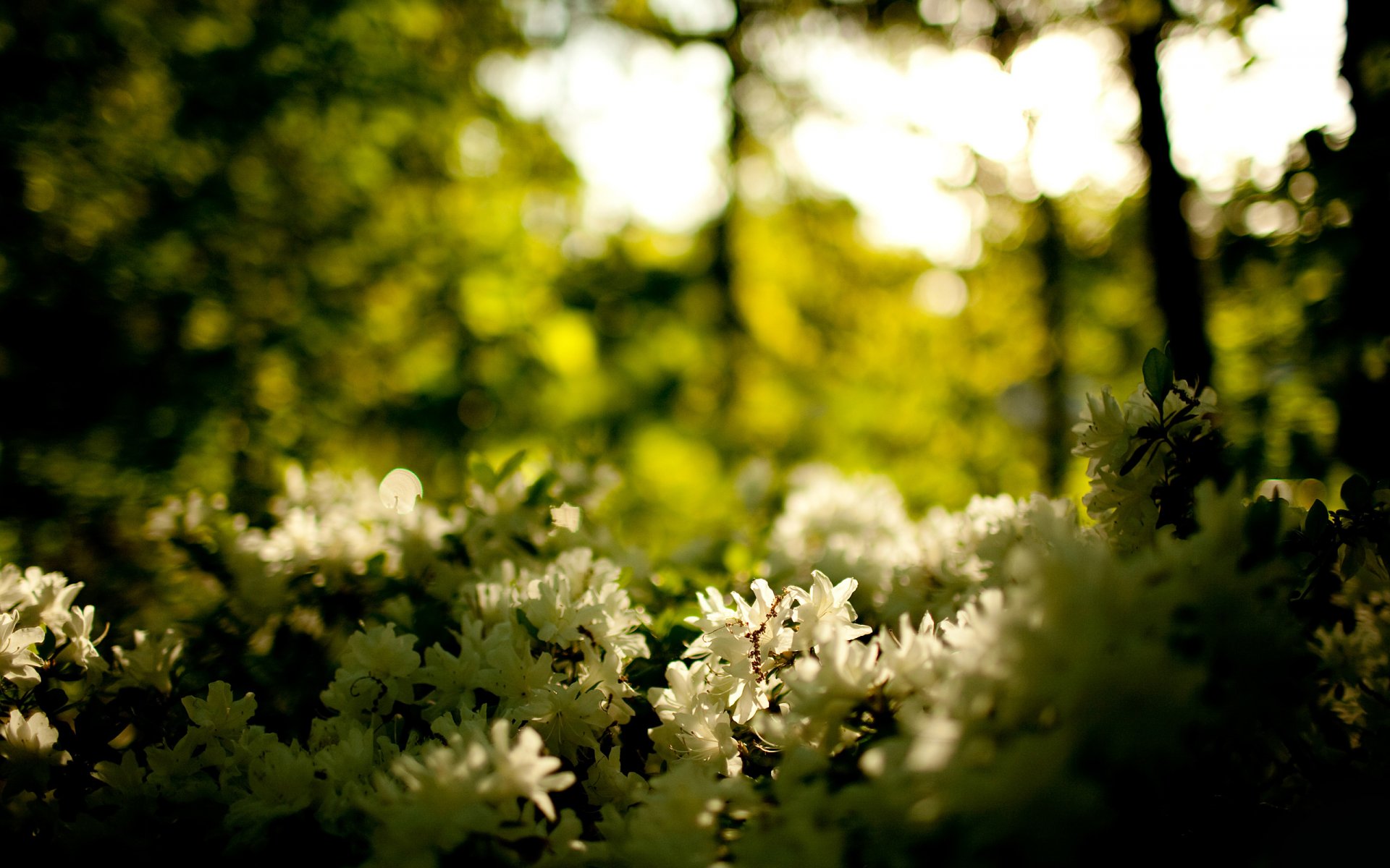 nature fleurs forêt