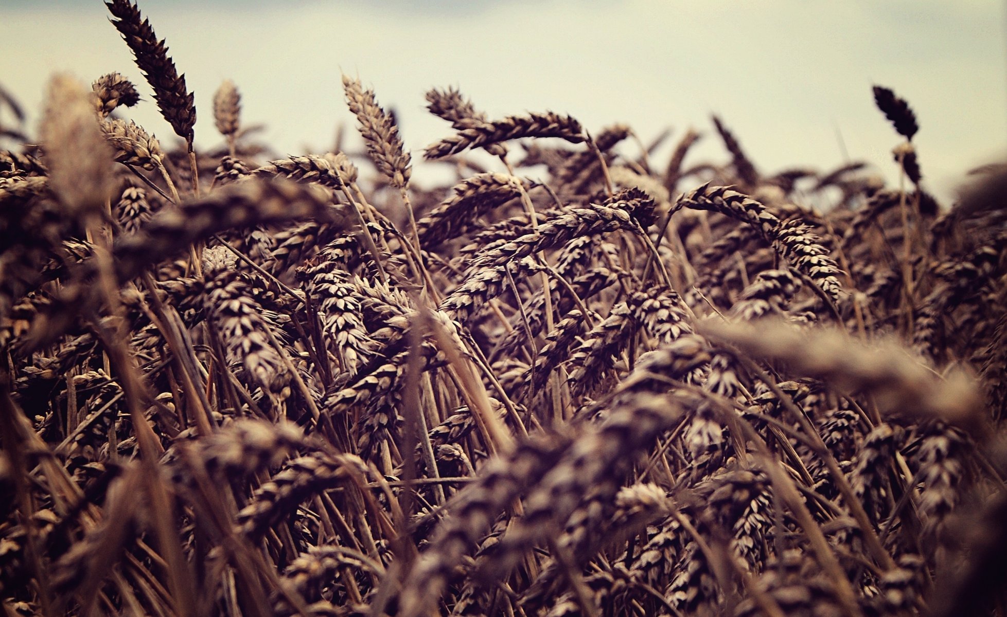 natur weizen feld ähren ährchen ährchen himmel himmel makro felder