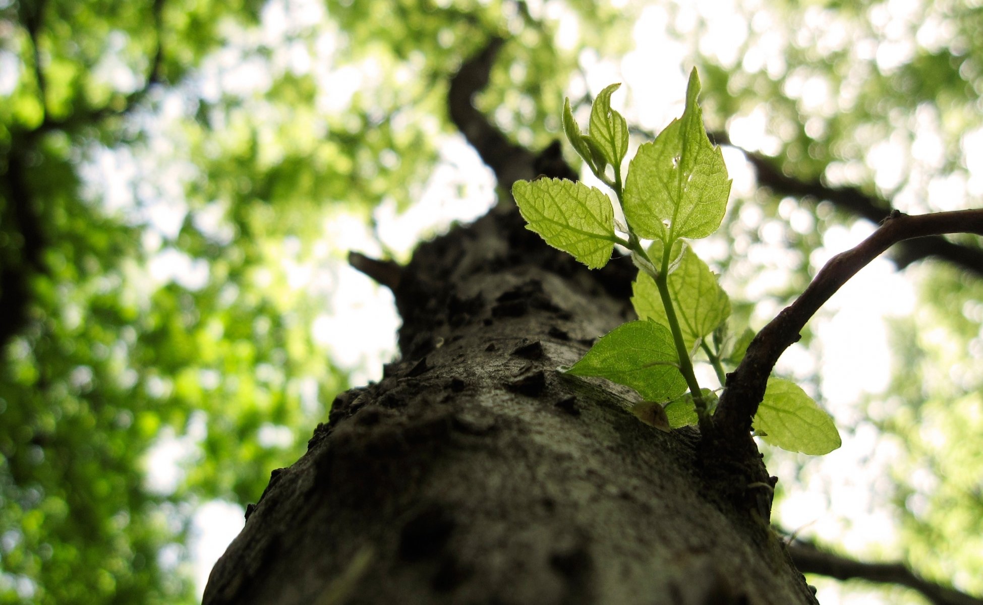 natura drzewo makro gałęzie liście