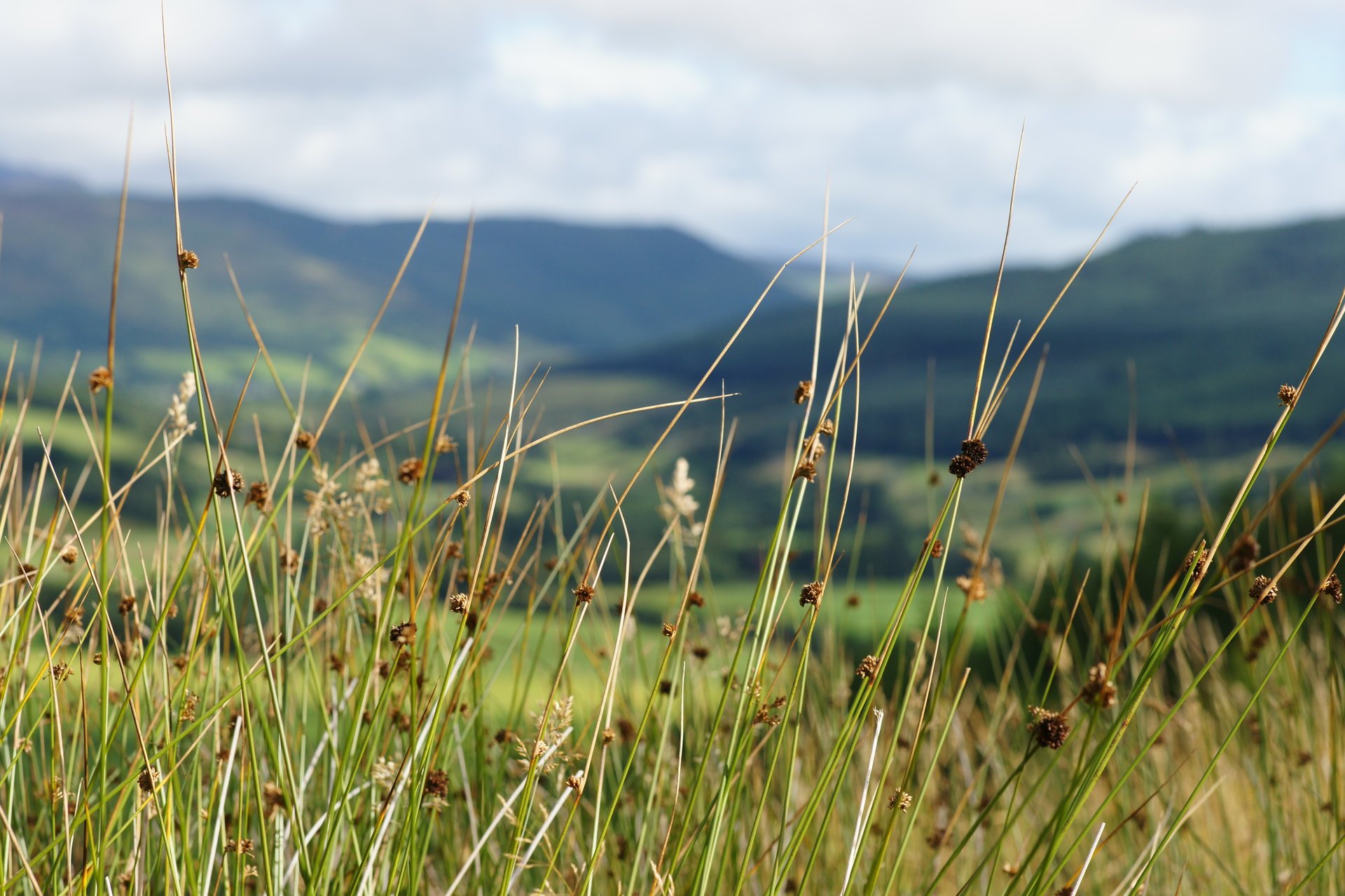 grass mountain sky