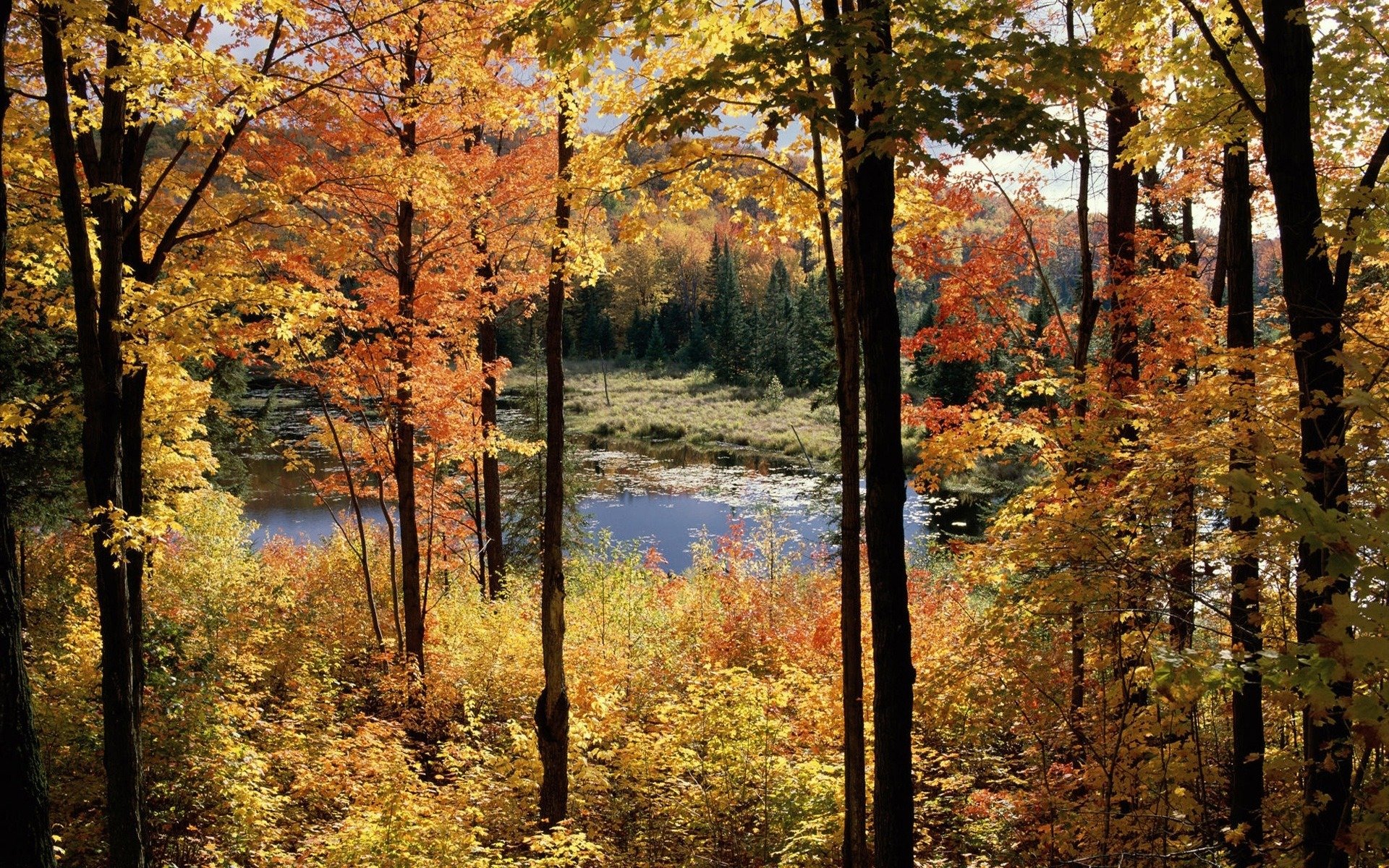 paysage automne arbres marais