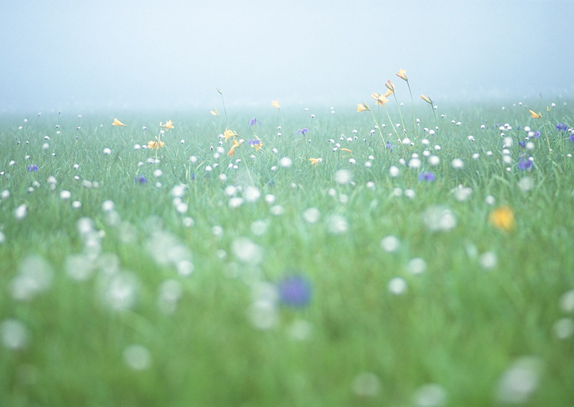 campo mañana frescura flores niebla