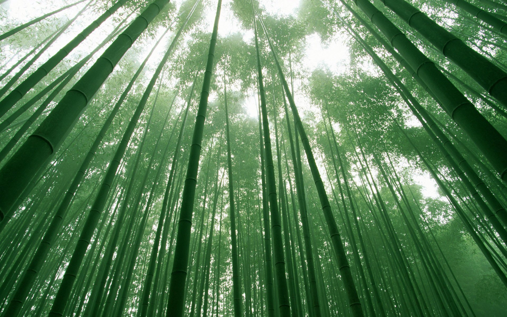 tree bamboo foliage green sky