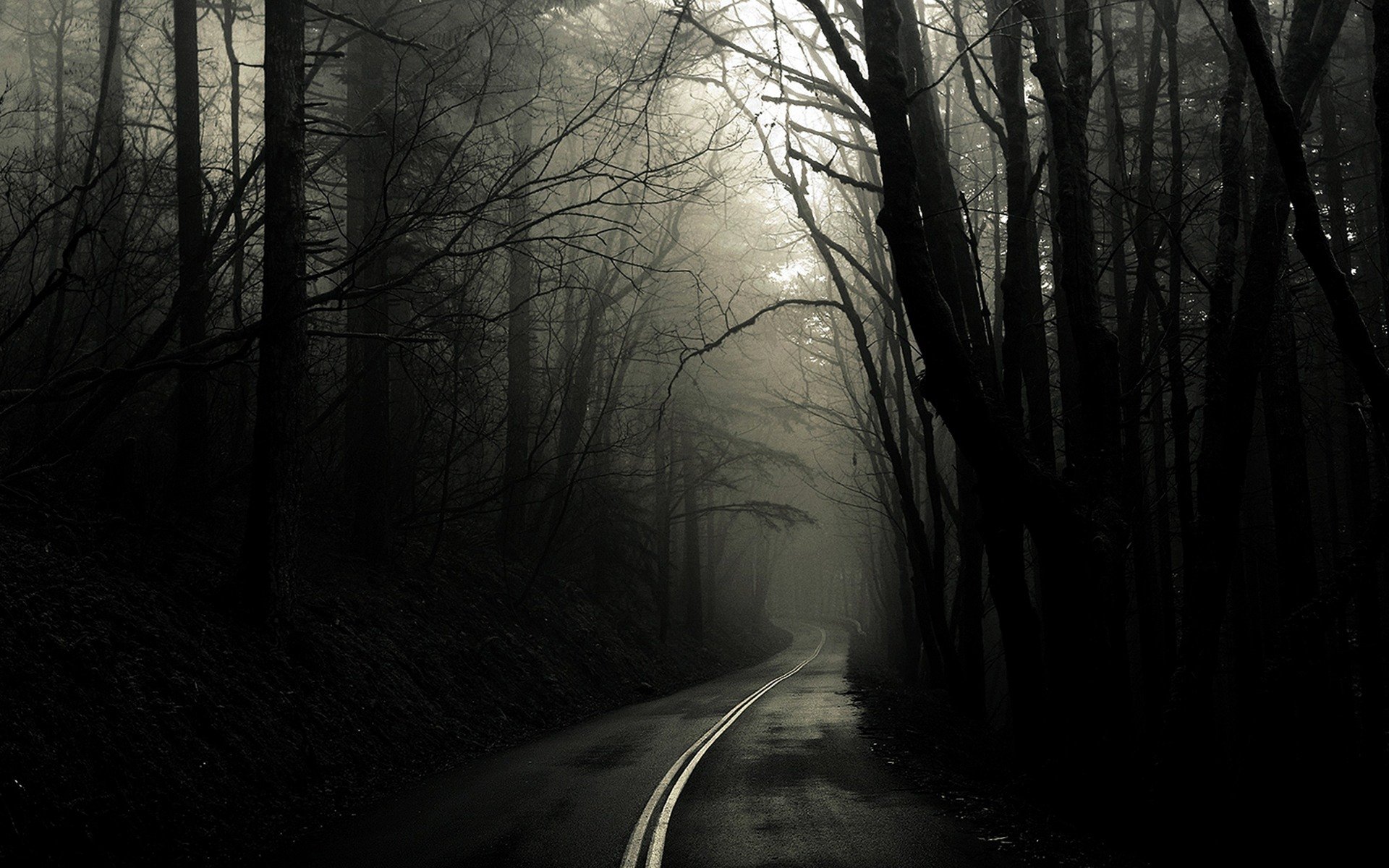 route forêt arbres noir et blanc