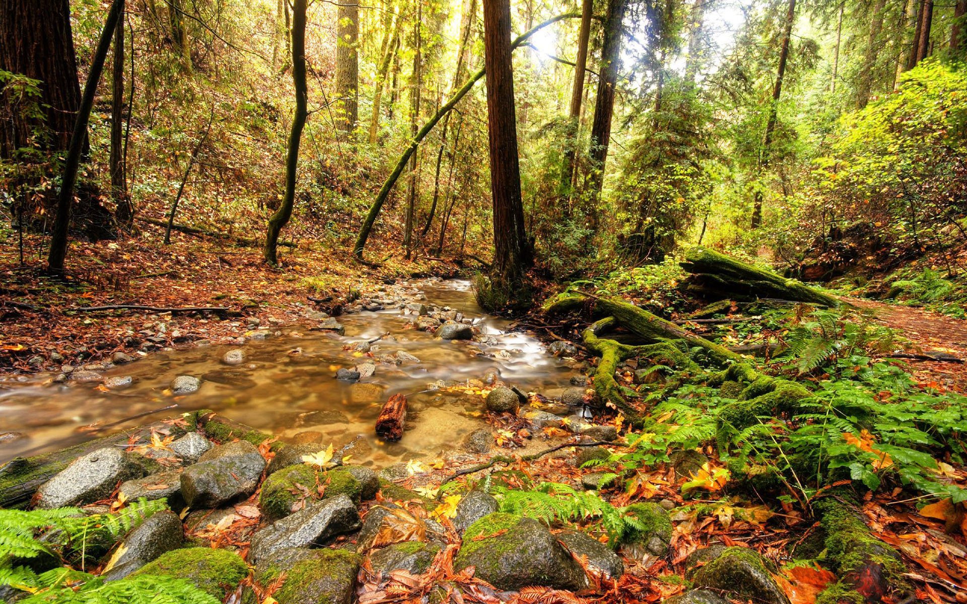 el bosque los árboles el follaje la verdura el arroyo las piedras