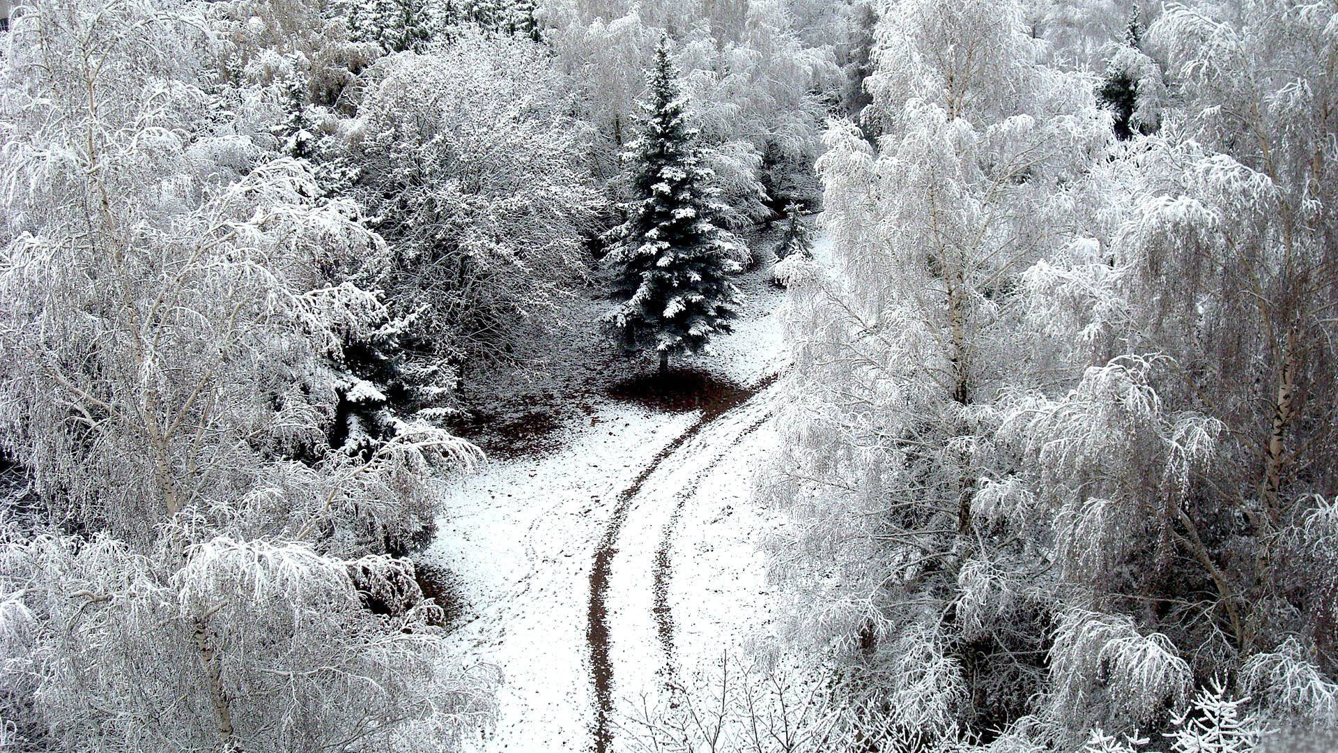 inverno strada neve alberi wiener natura