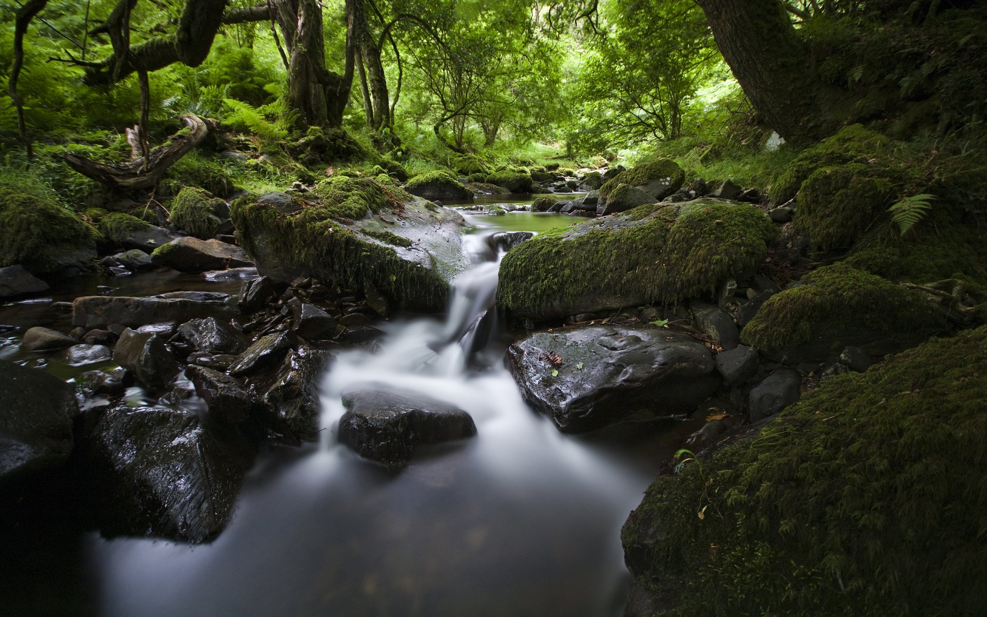 natura rzeka strumień woda kamienie liście las