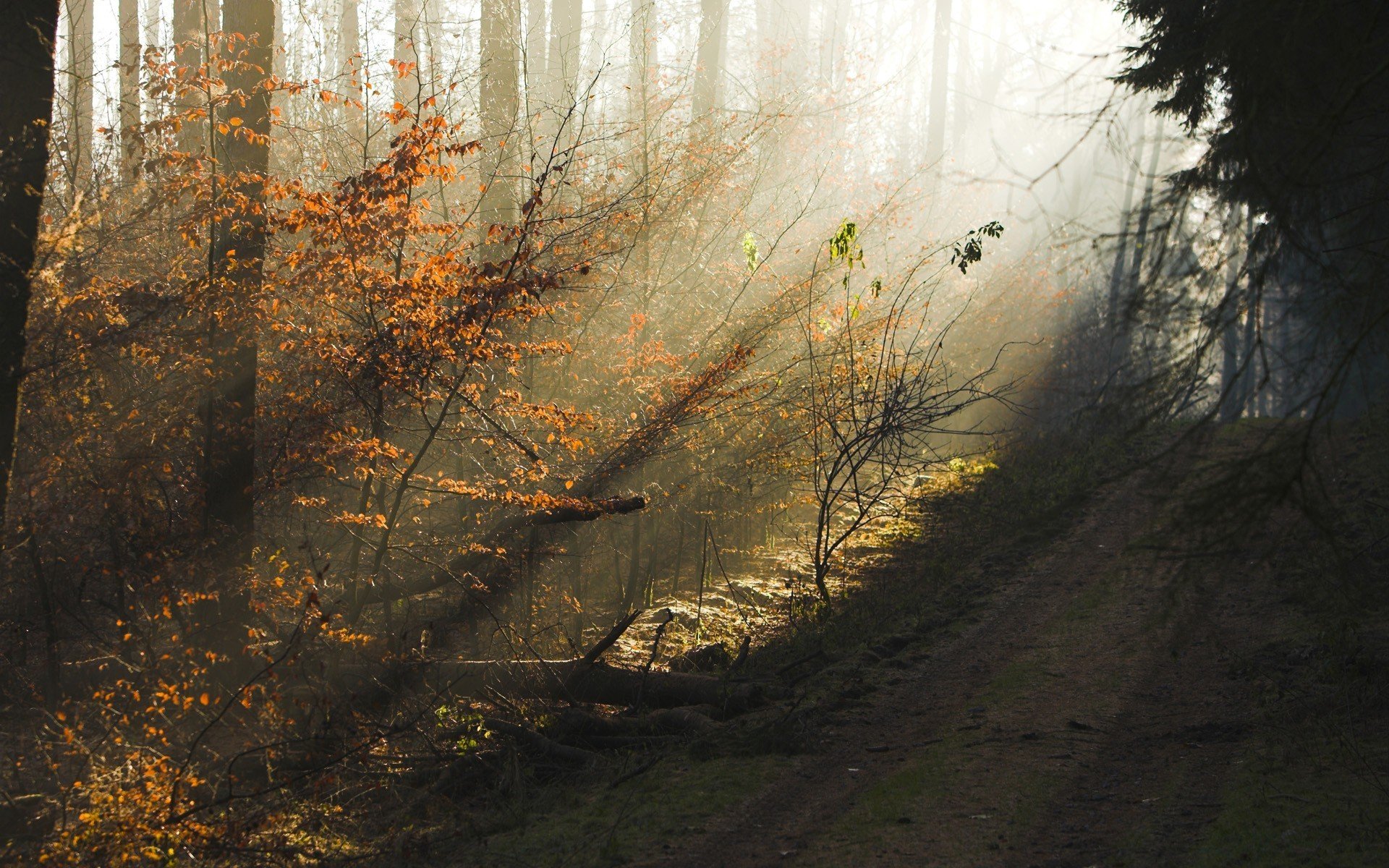 wald herbst sonnenstrahlen schönheit dunst morgen abend bäume straße