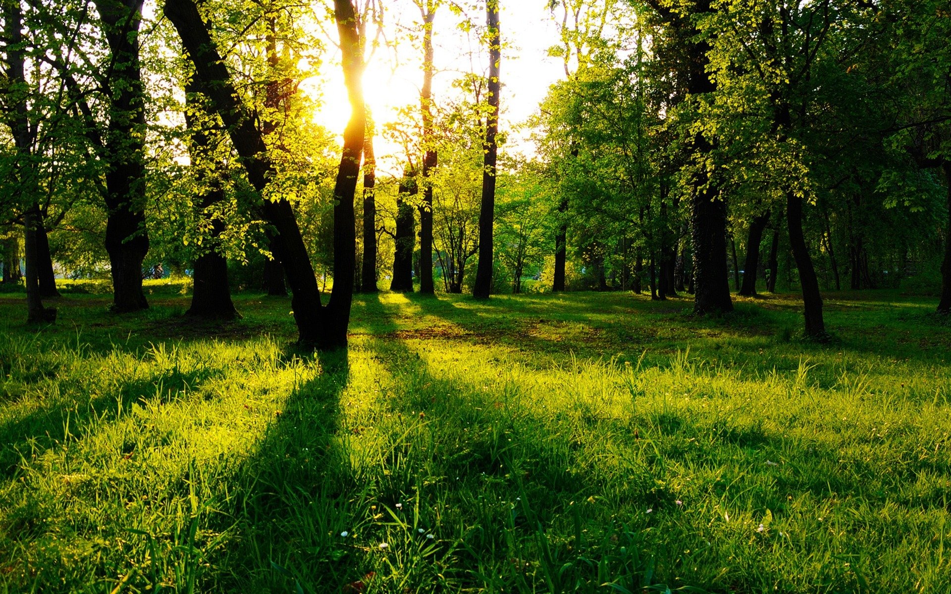 foresta erba alberi