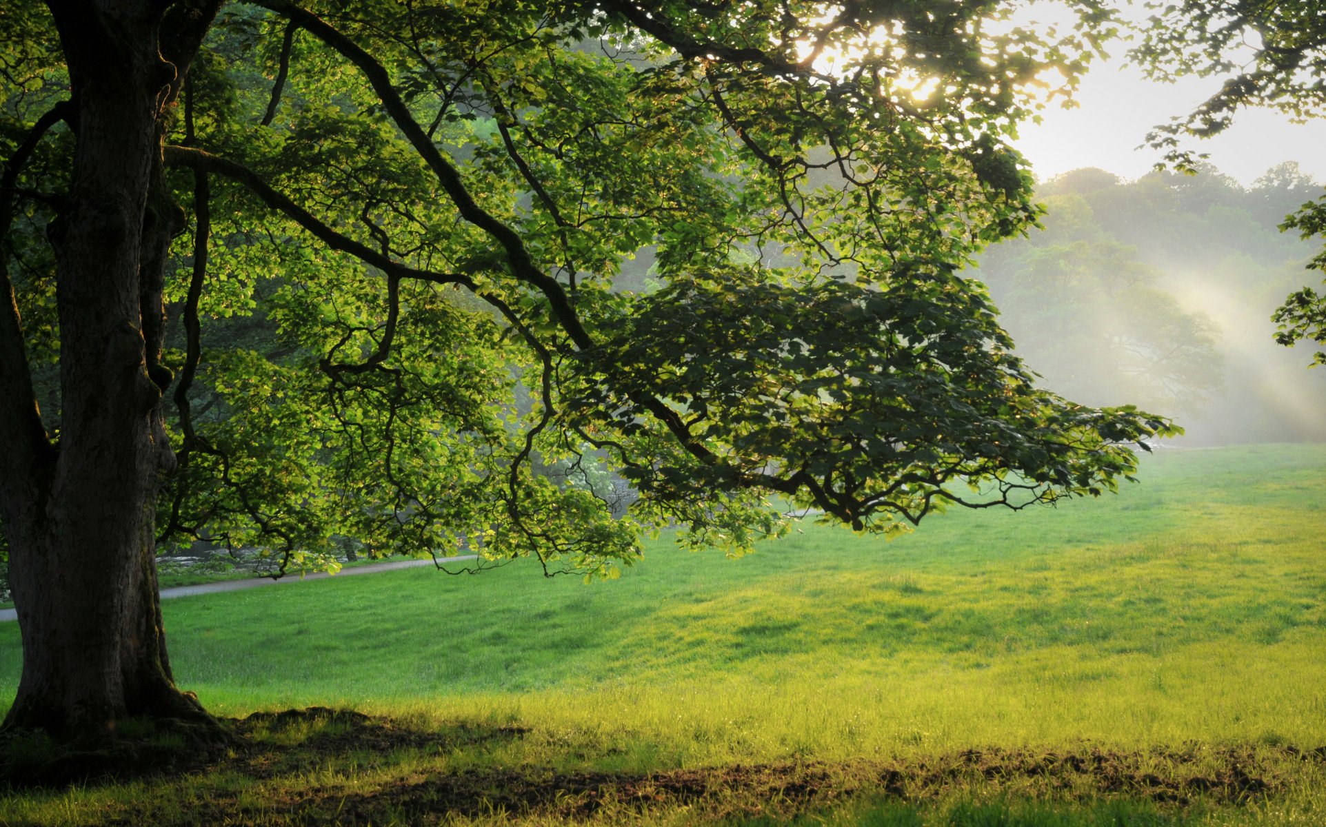 nature arbre herbe forêt feuilles été tree photo