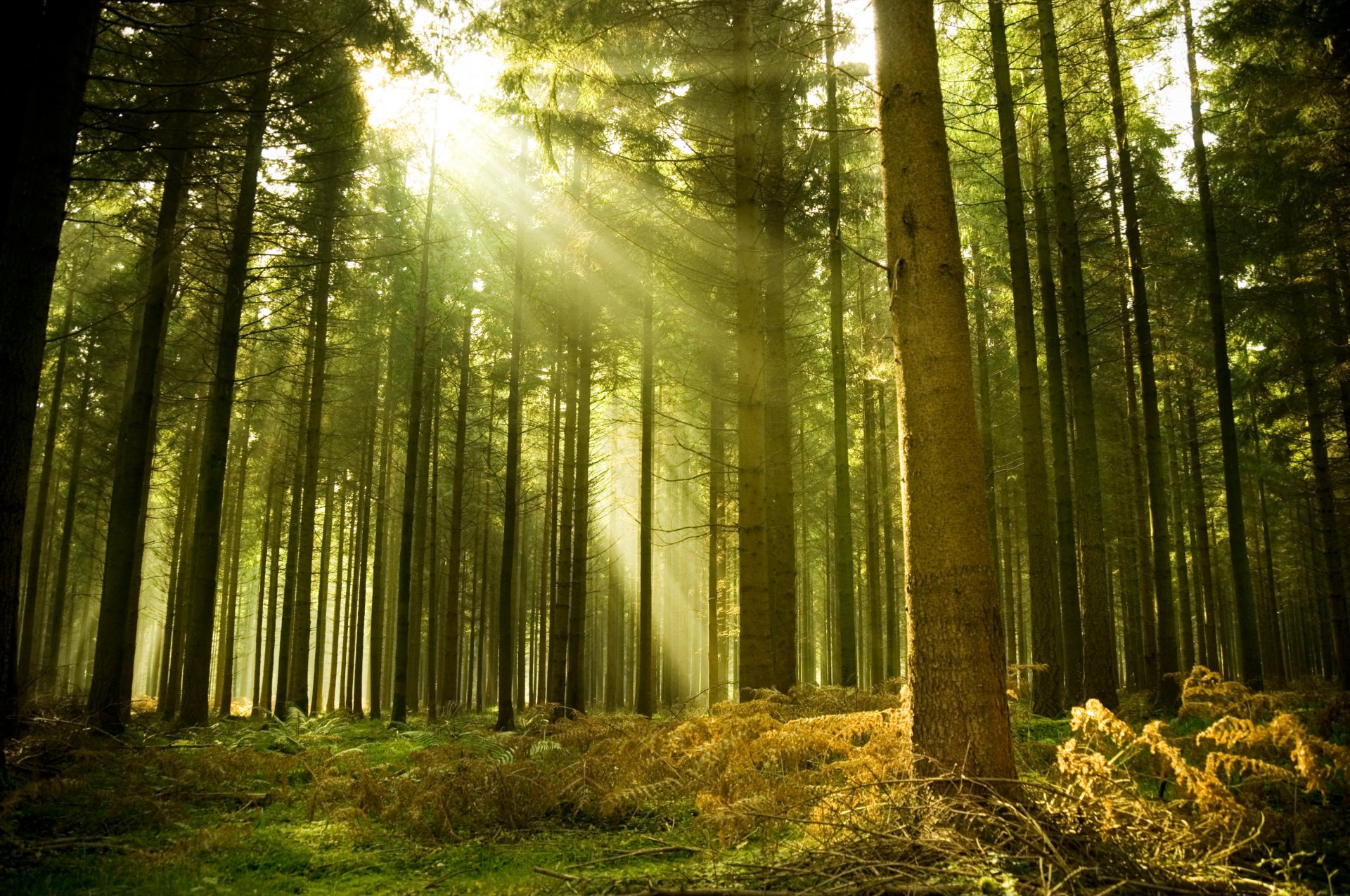 foresta raggi bellezza estate mattina sera alberi