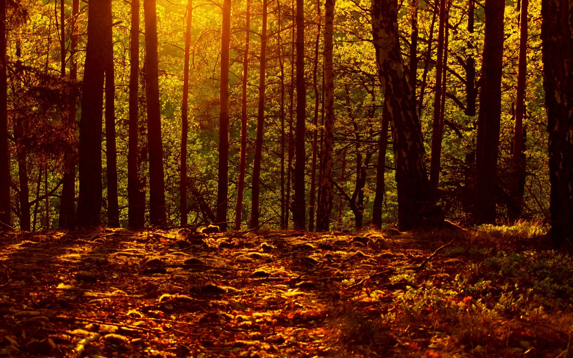 autumn leaves forest light