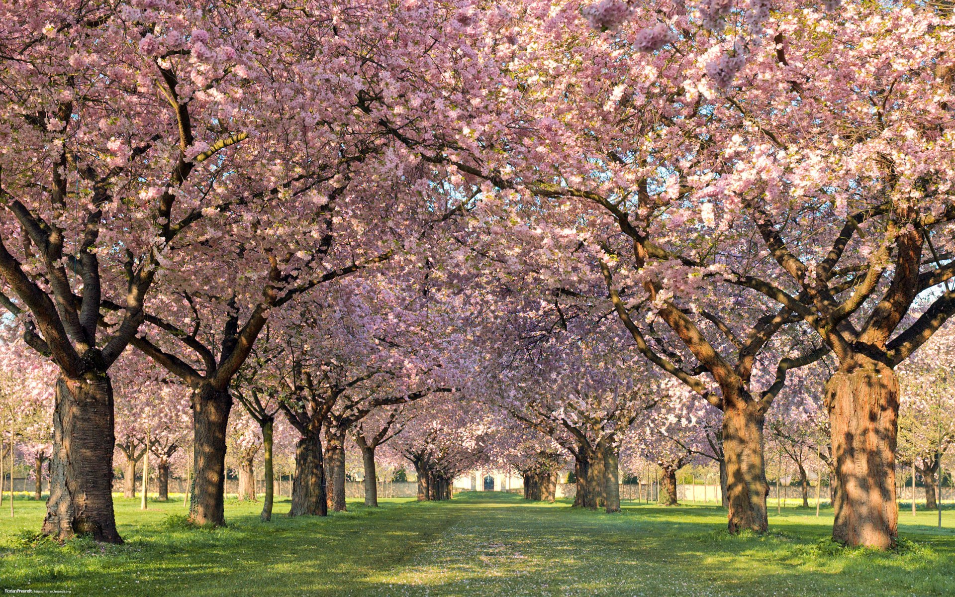 pring tree flower alley petals nature