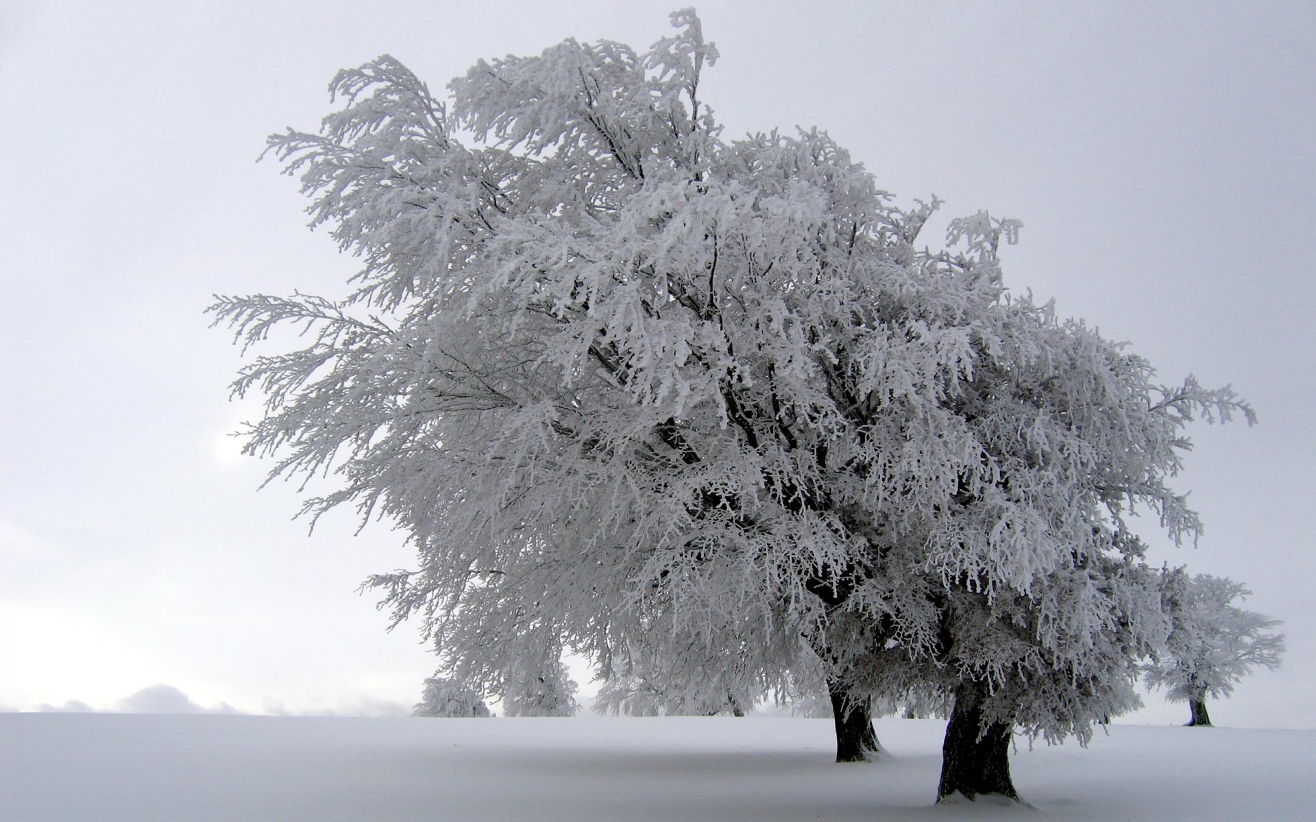 paesaggi natura inverno alberi neve