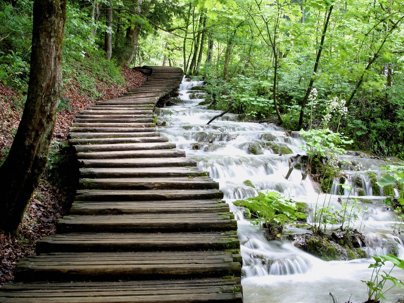 el agua el flujo de la cascada de correr de madera de la verdura