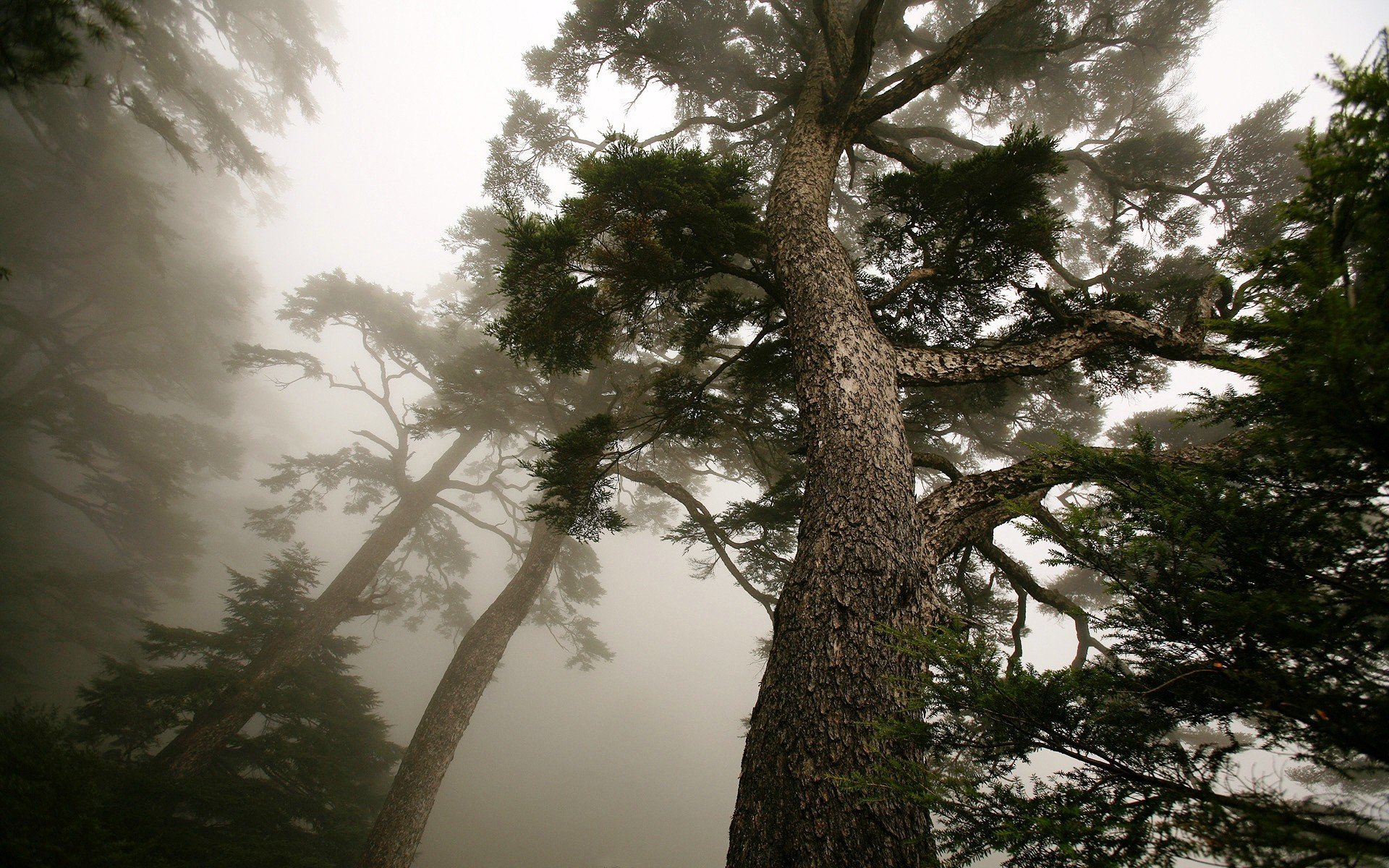 legno nebbia pino