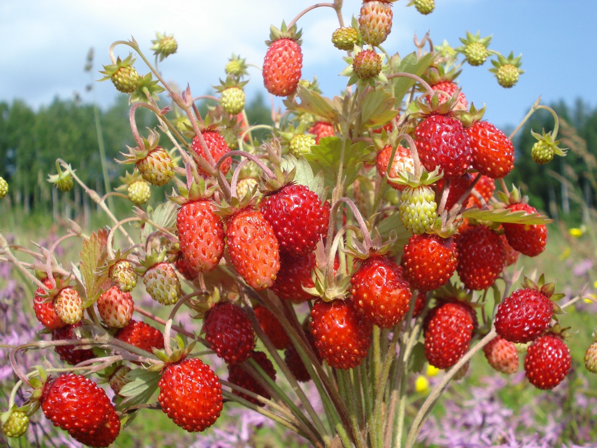 fragole bouquet bacche carta da parati