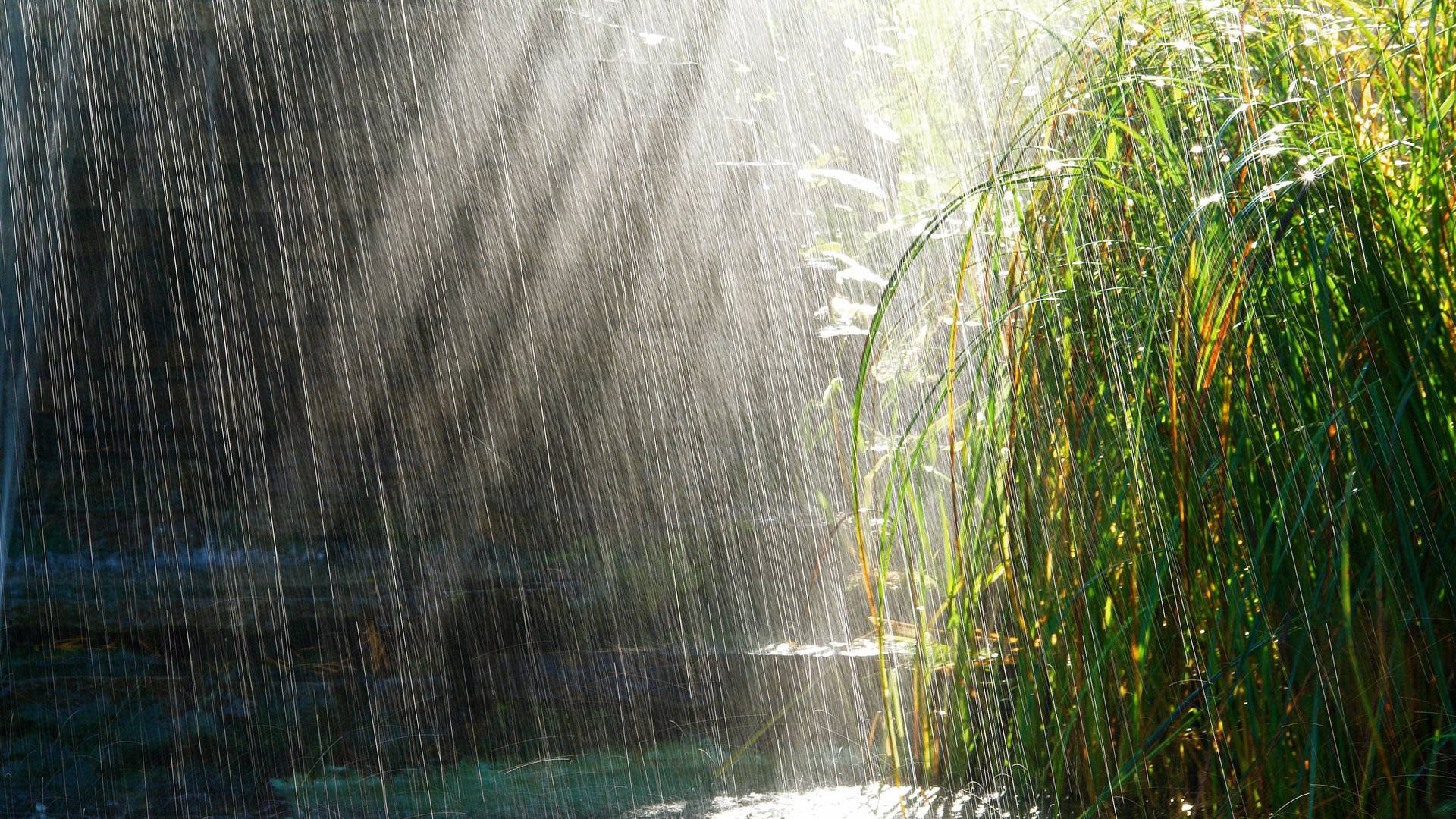 regen gras pfützen sonne