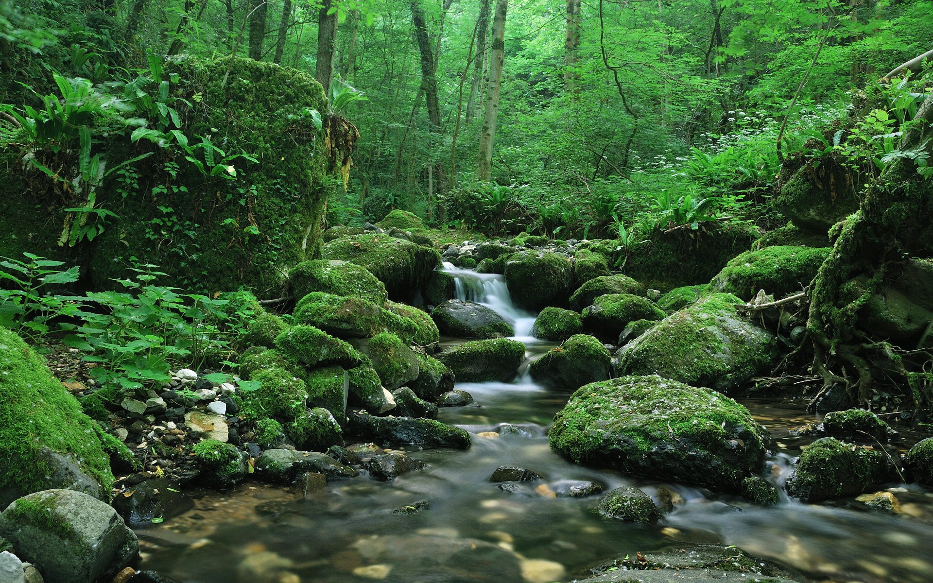 silenzio foresta verde ruscello