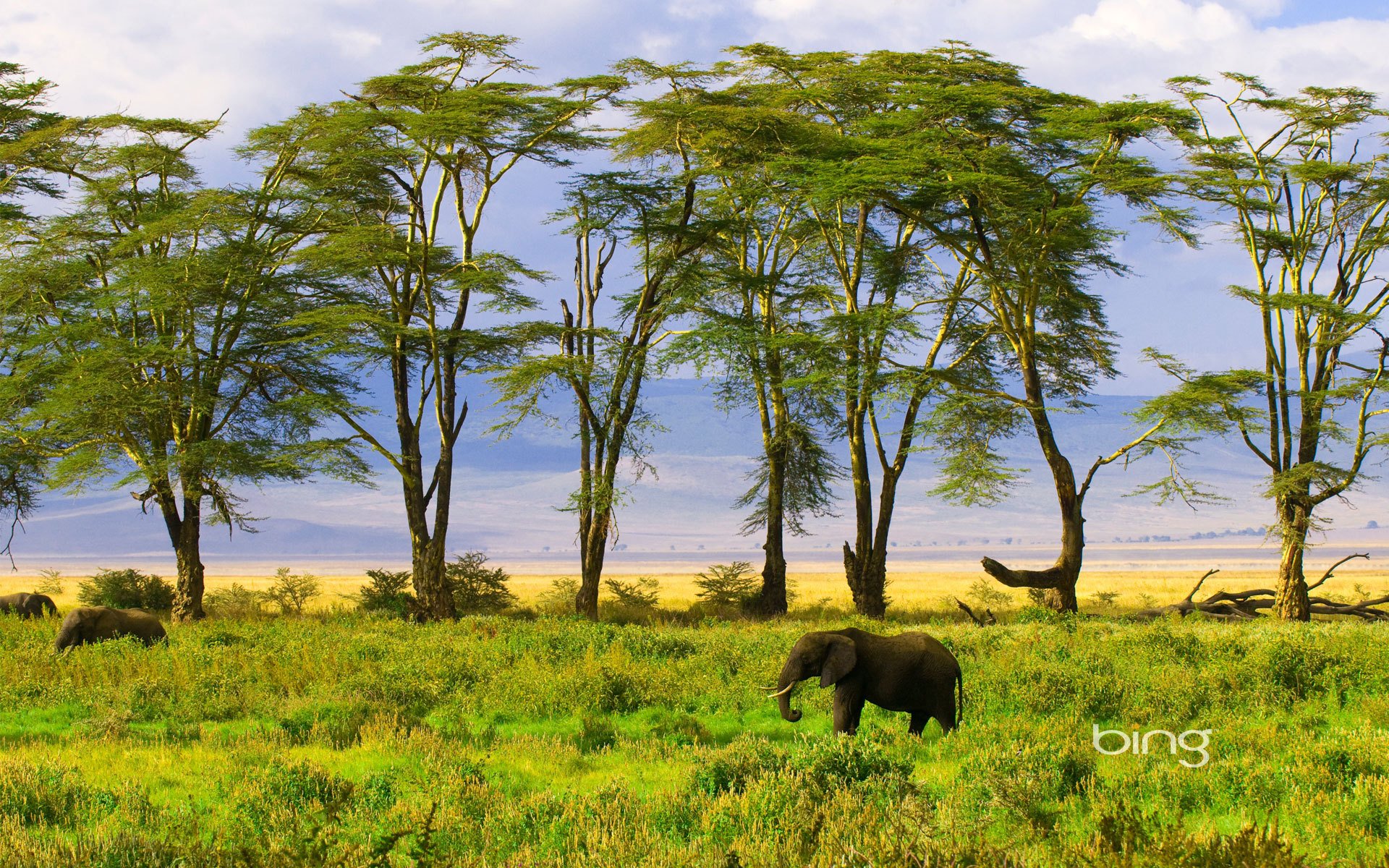 elefante naturaleza verde