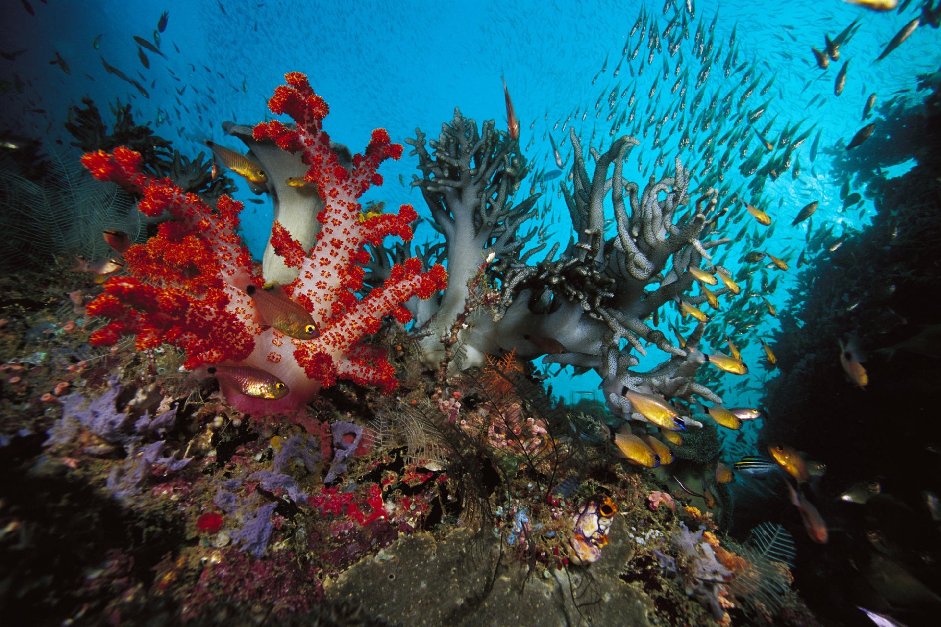 corals algae fish