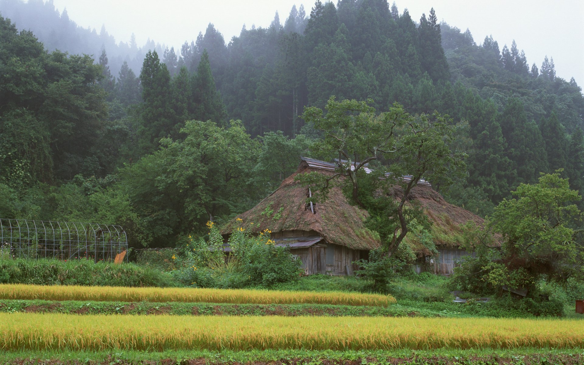 japan haus wald