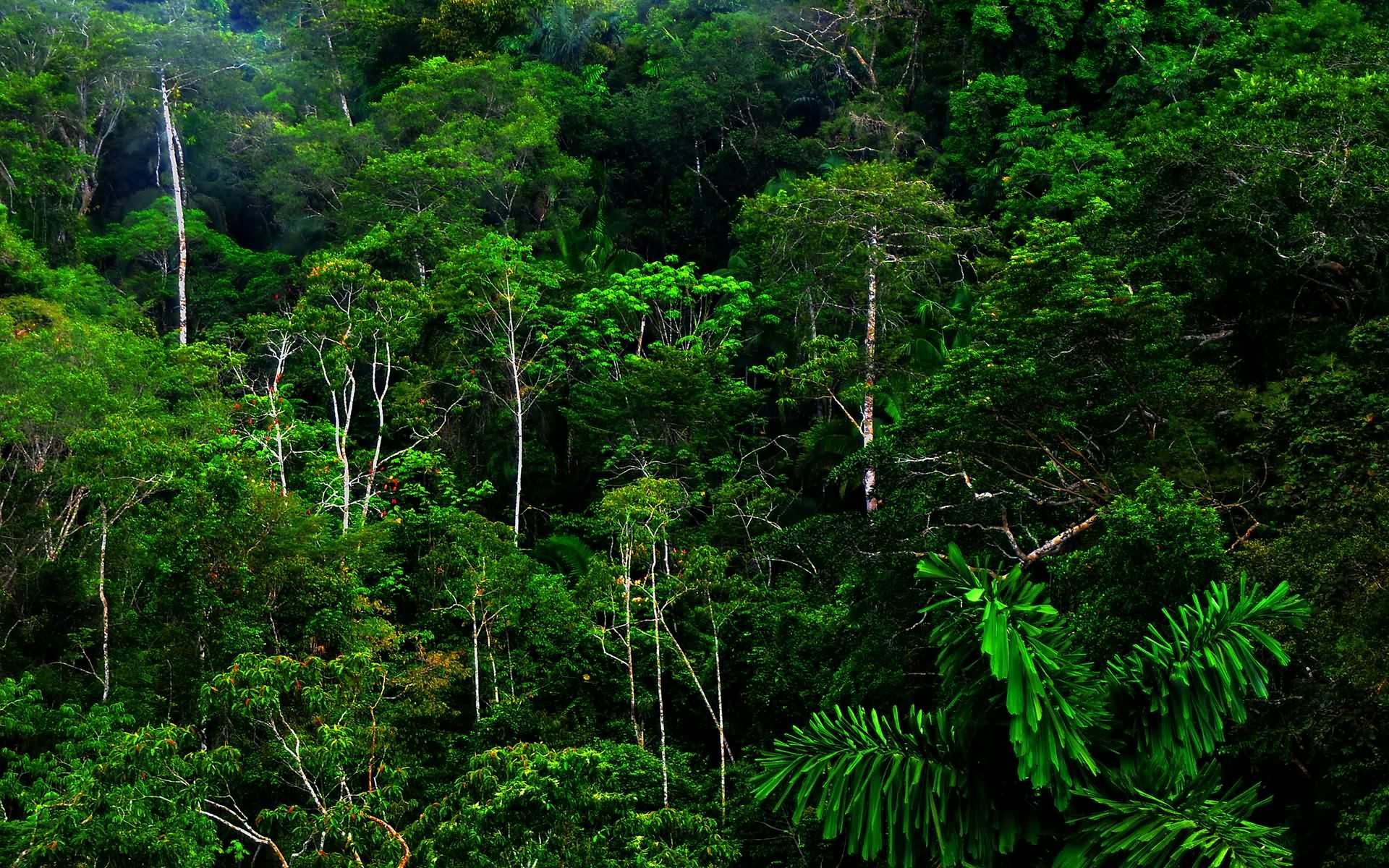 giungla tropici foresta