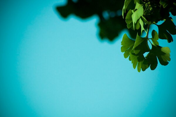 Shadow of leaves on a beryuz background