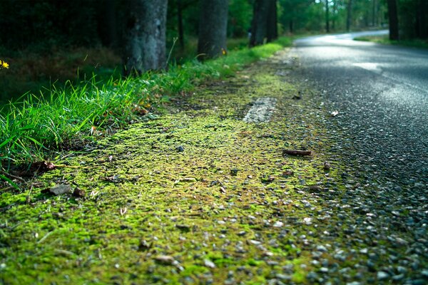 Mousse sur une route forestière humide