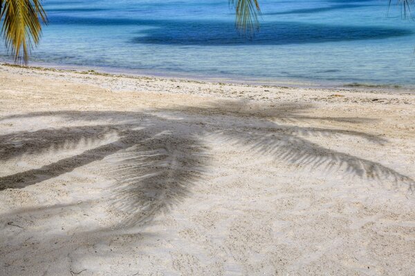 La sombra de una palmera en la arena blanca