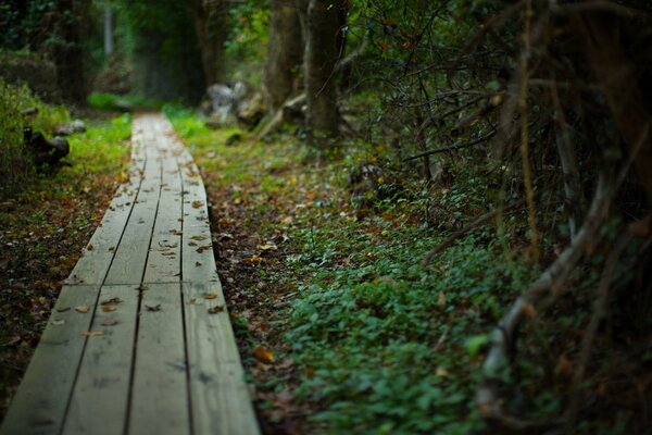 Schöne Makroaufnahme im Waldweg