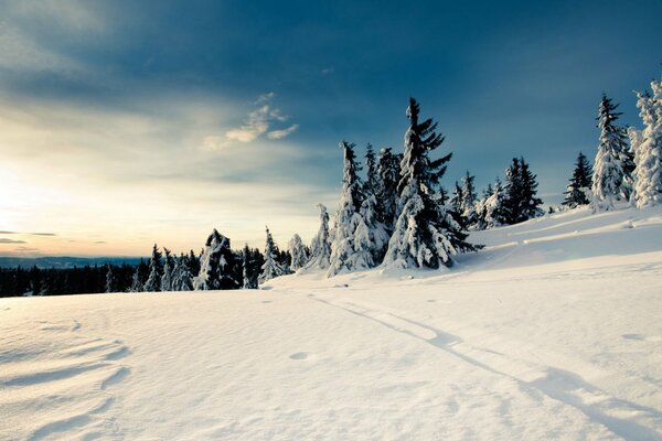 Christmas trees in the snow in the winter forest