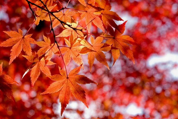 Rote Herbstblätter Makroaufnahme