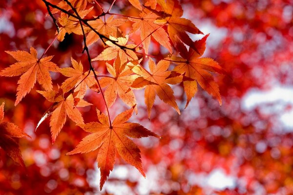Macro fotografía de hojas de otoño de color rojo