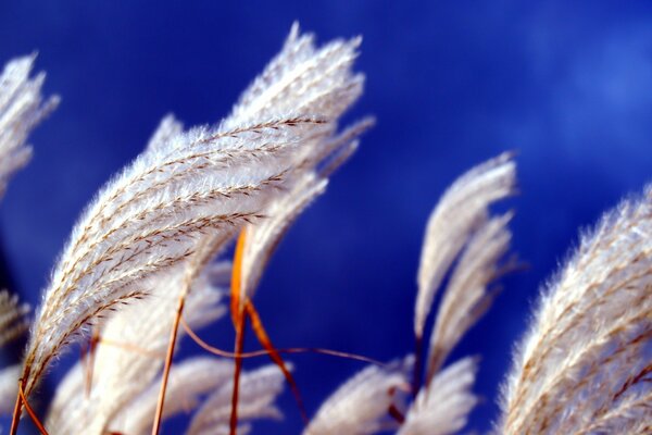 Weiße flauschige Pflanze auf blauem Hintergrund