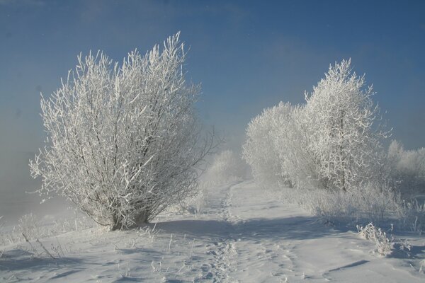 Arbres enneigés sur une journée ensoleillée