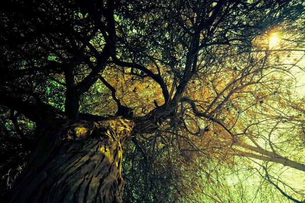 Les arbres ont magnifiquement fermé le ciel