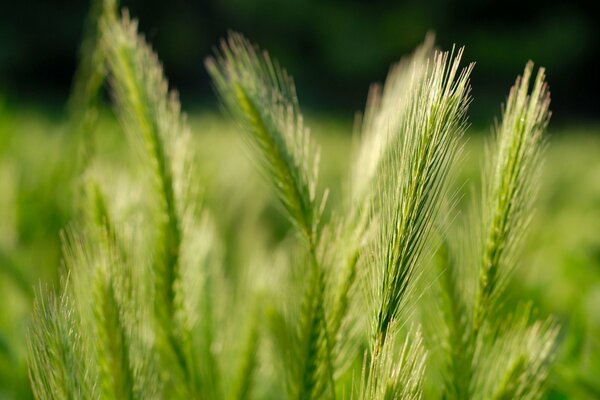 Espigas de trigo Cope plan sobre fondo verde