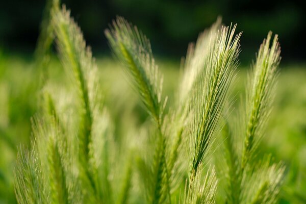 Épis de blé plan de coupe sur fond vert