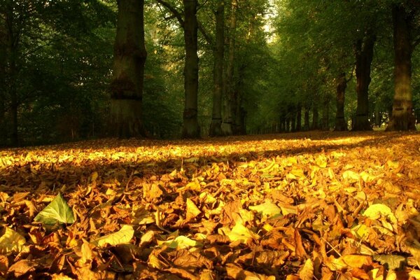 Herbstlaub fällt in einem schönen Wald