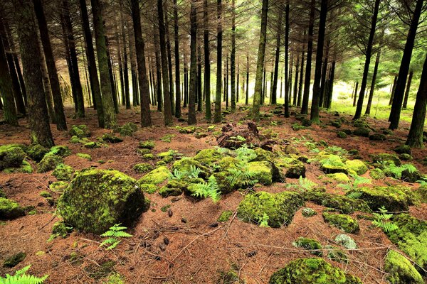 Wald-Moos-Zone in Portugal