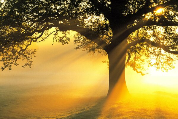 Photo of a tree on the background of sunset