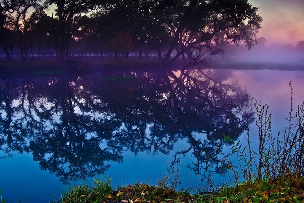 Reflejo de árboles en el río brumoso