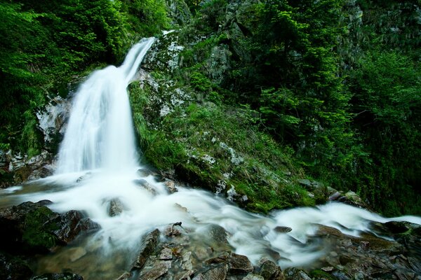 Bella cascata nella foresta verde