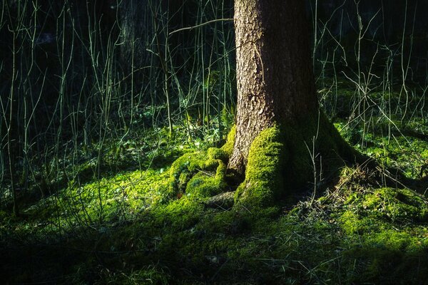 Las raíces de un árbol cubierto de verde мохом