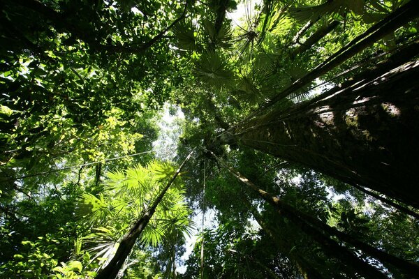 I tronchi degli alberi chiamano