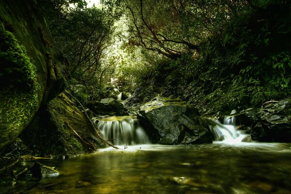 Wasserfluss in einem Waldfluss