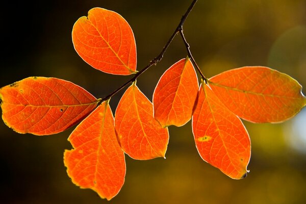 Hoja de otoño colgando de un árbol