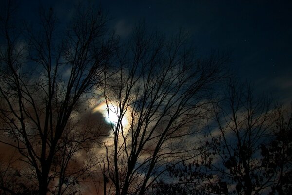 Belle vue de la lune à travers les arbres