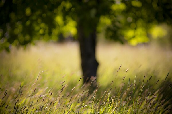 Champ avec arbre et herbe